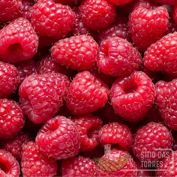 Framboesas frescas
